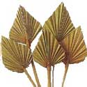 Palm Frond